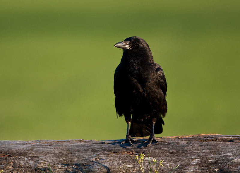 American Crow